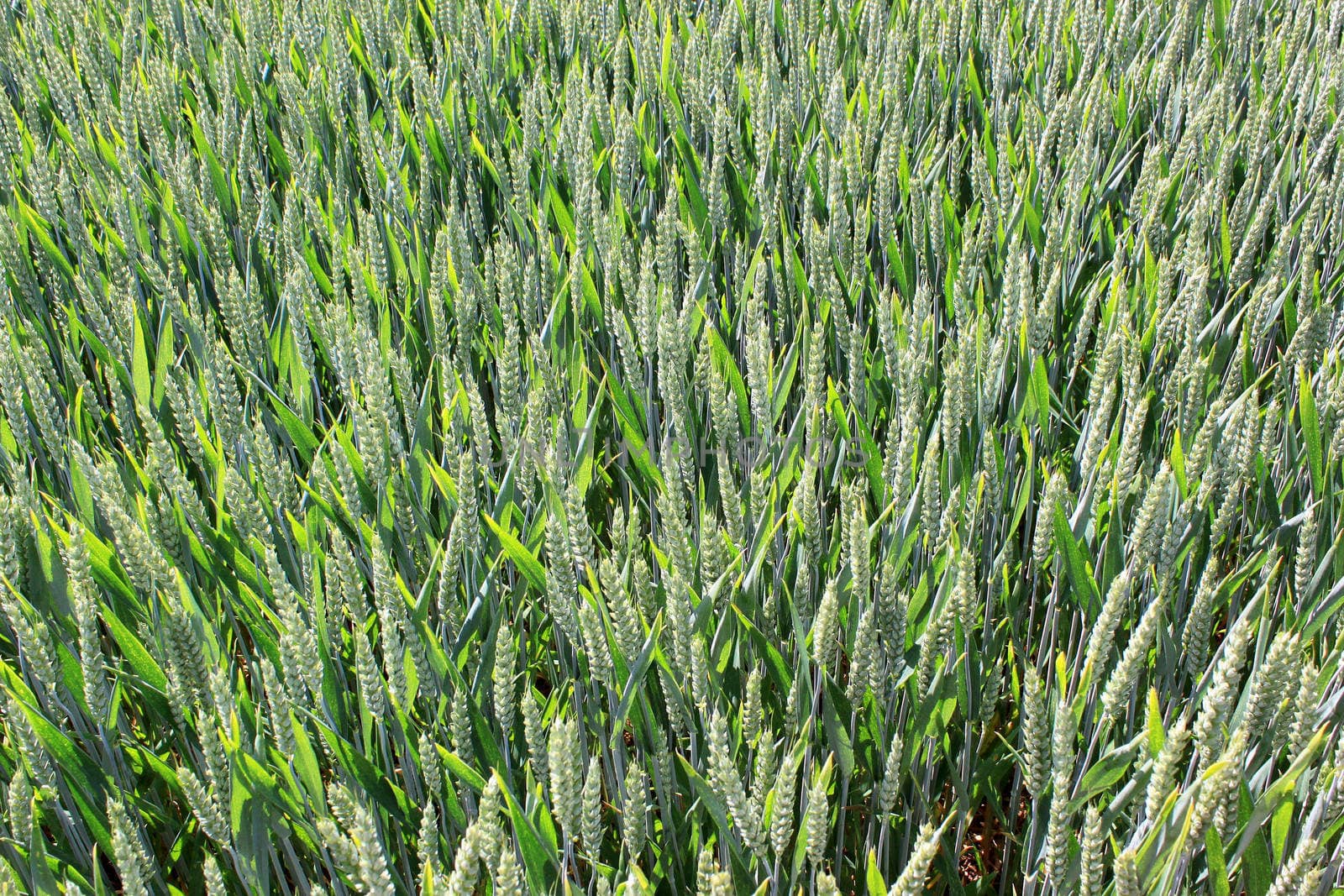 a field of wheat for a natural and organic grain farming