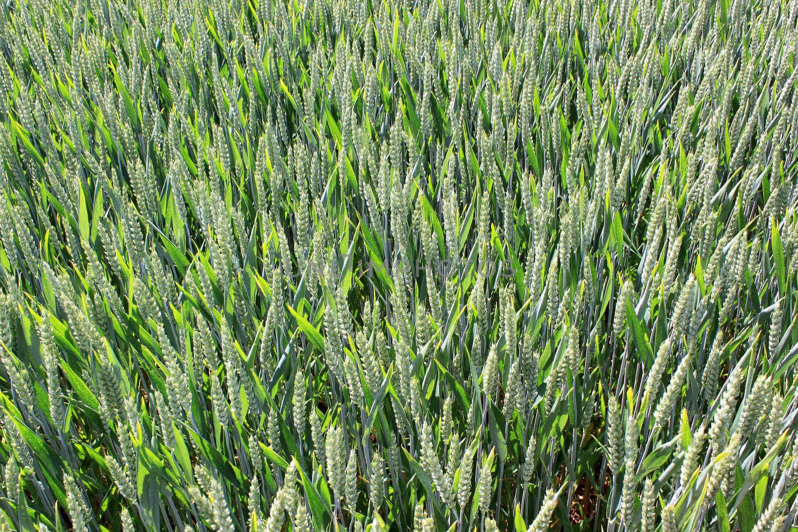 field of wheat by 26amandine