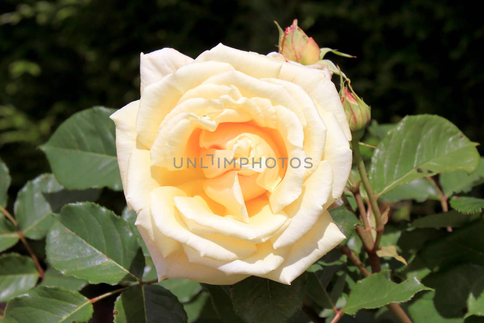 Macro of a yellow rose with a blurred background