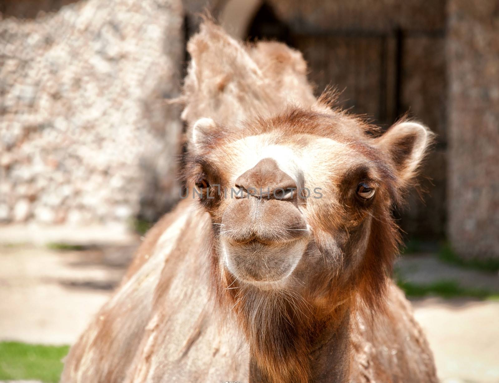 Camel close-up outdoors. Camel head close up.