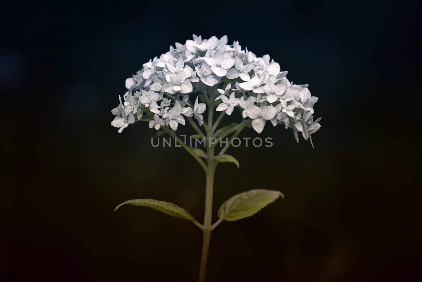 White flower on a dramatic background. Soft focus.