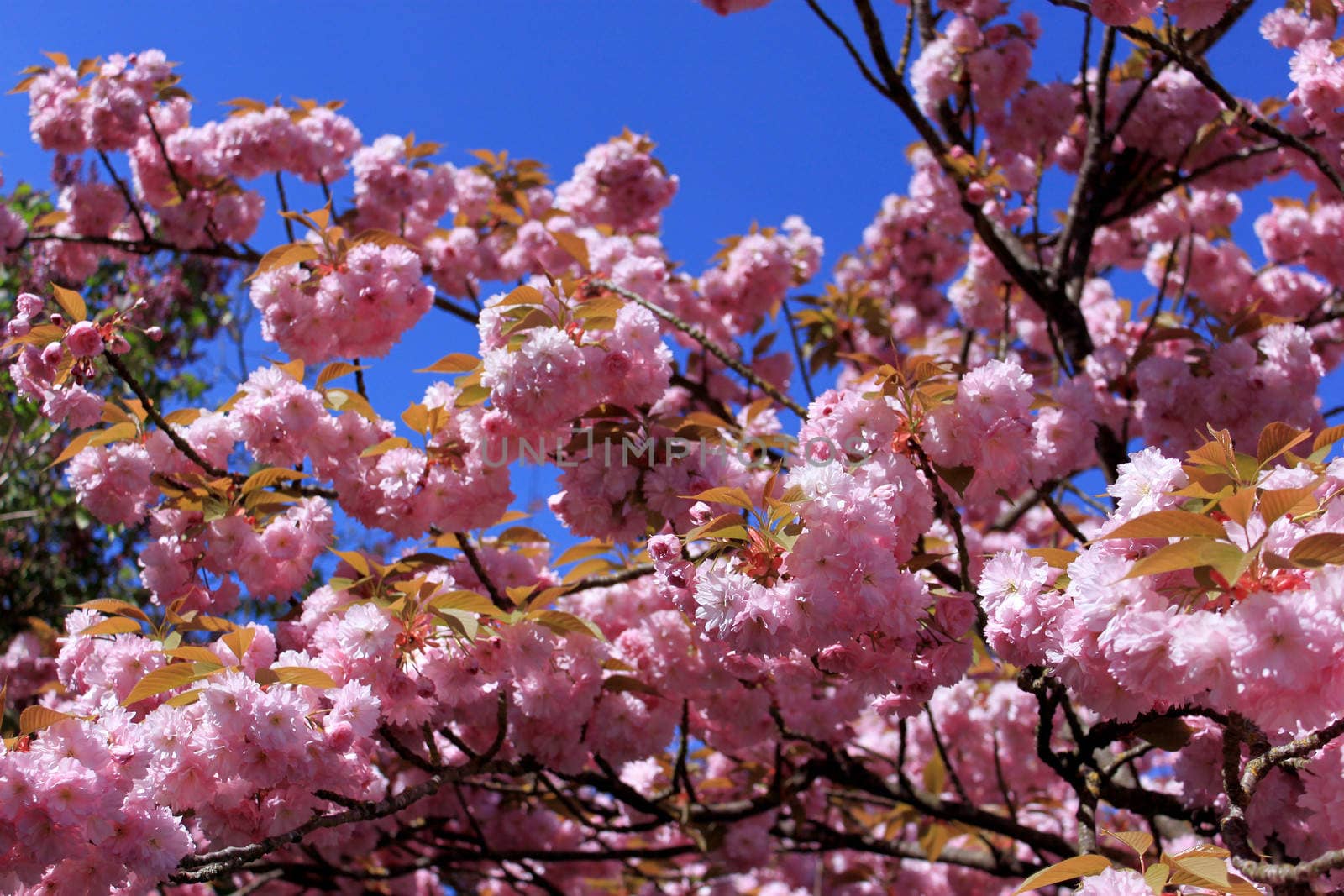 a tree in spring with flowering pink flowers and the appearance of the pistil on a background of blue sky