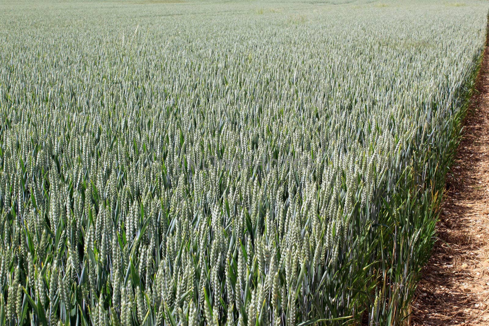 field of wheat by 26amandine