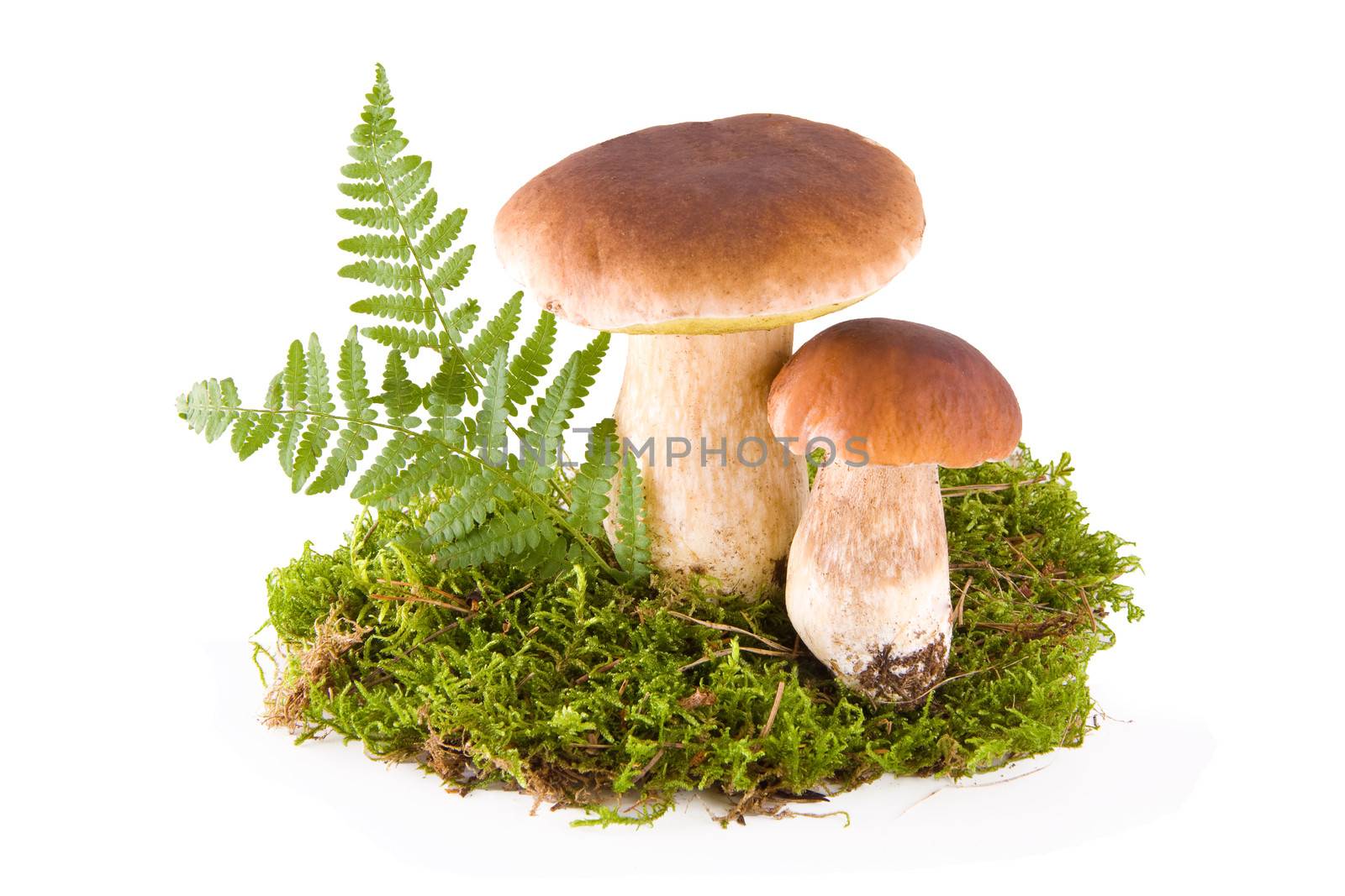 Two fresh porcini mushrooms in a green moss isolated on white