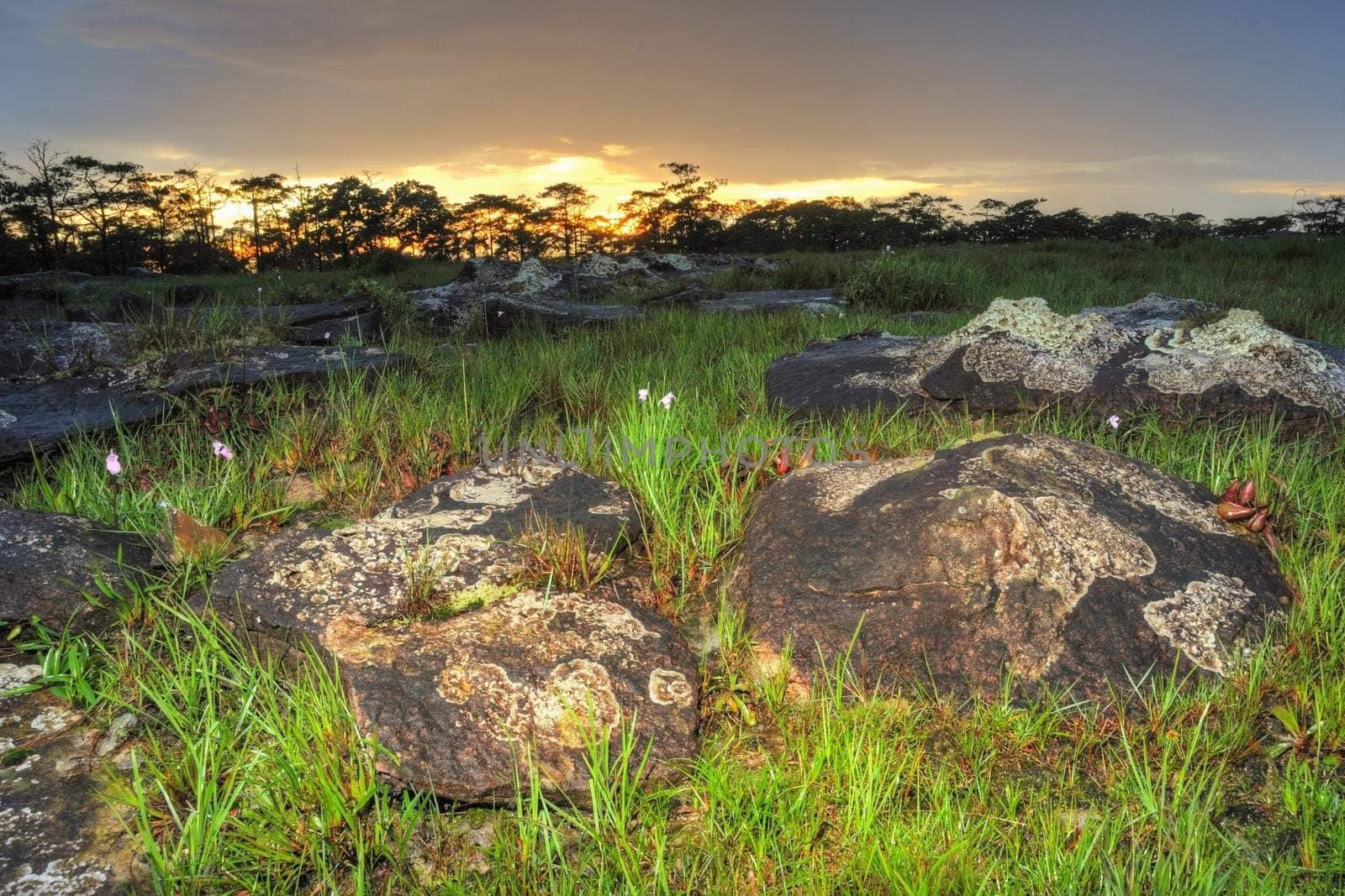 HDR. Sunset in rain forest after a rain storm. 