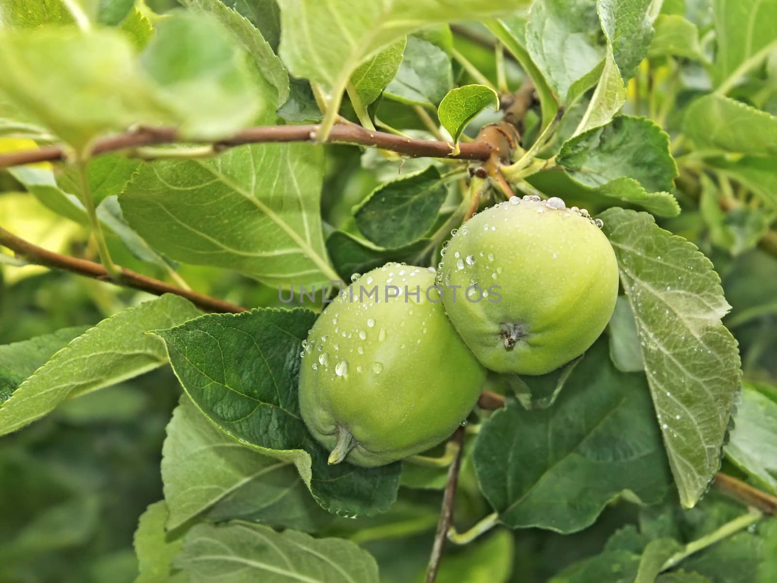 Two young green apple fruits with water drops after rain hanging on a branch