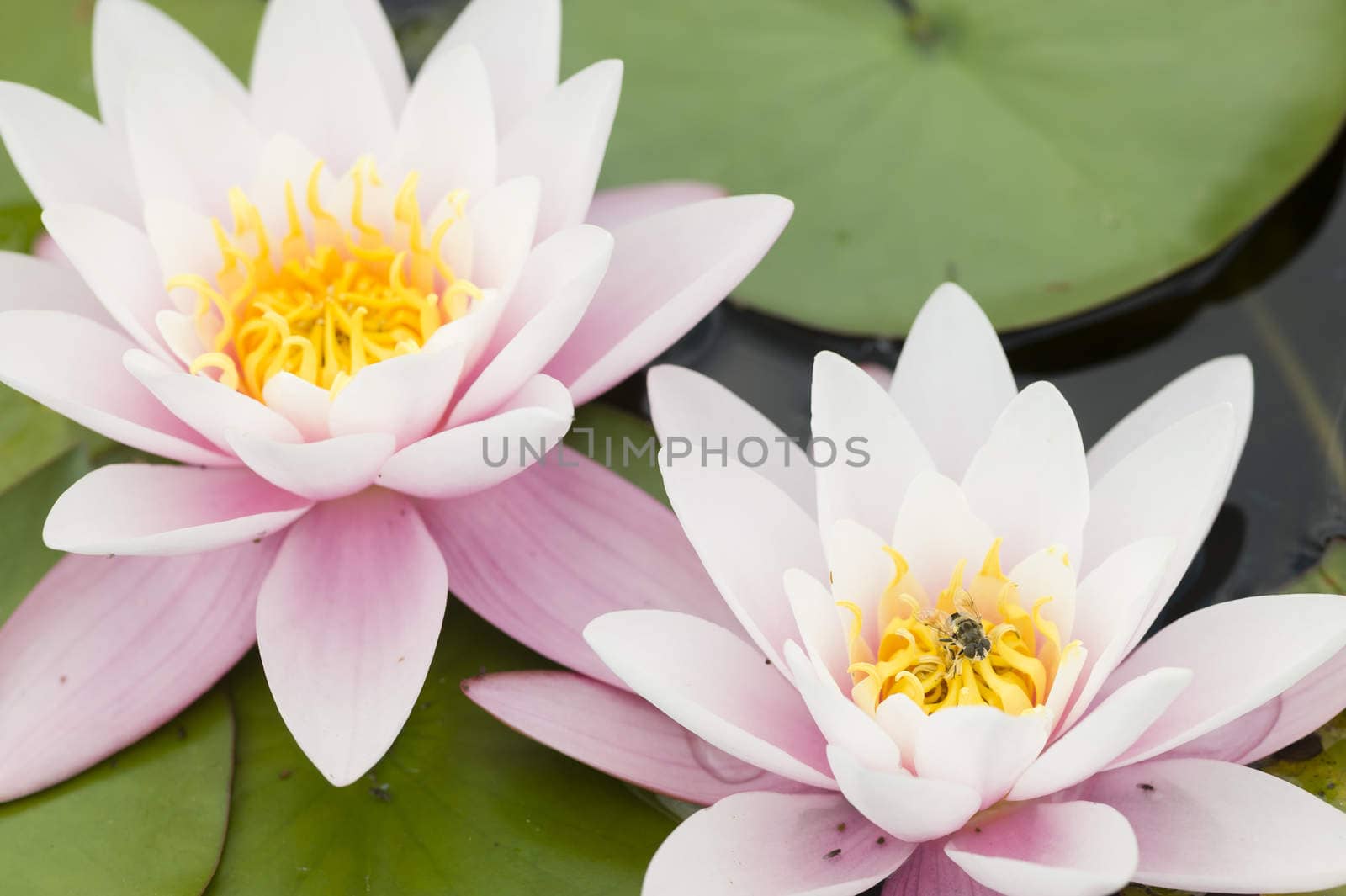 Water lily flowers with green leaves on pond surface