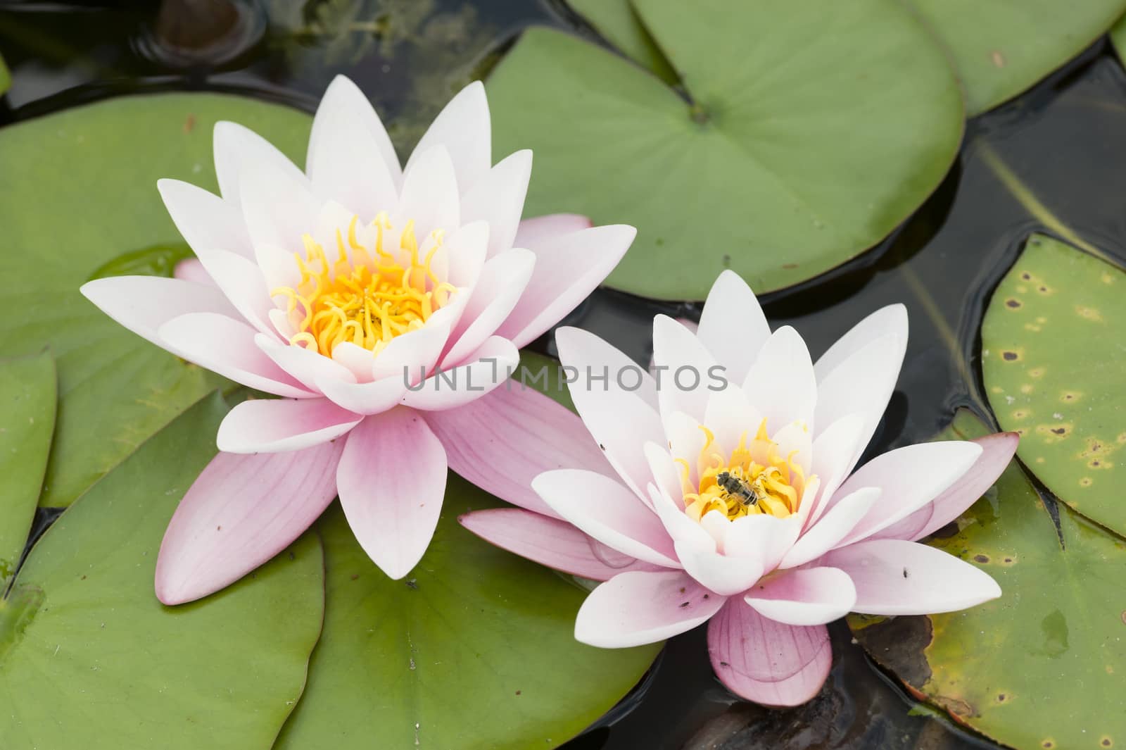 Water lily flowers with green leaves on pond surface