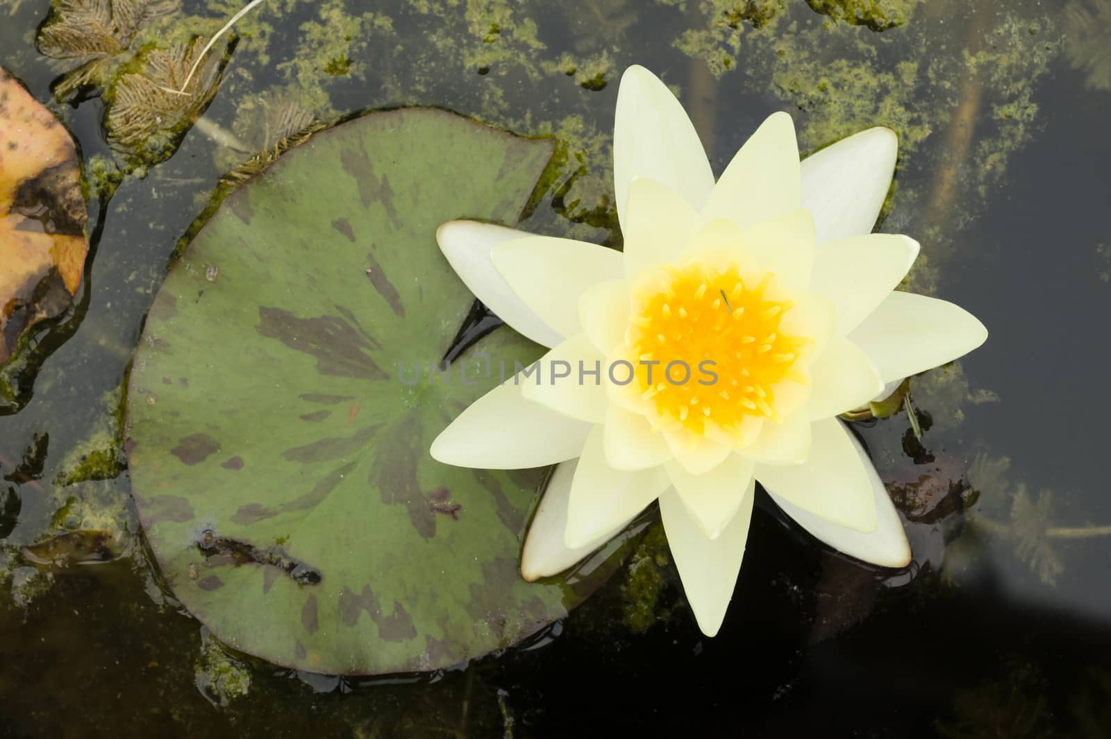Water lily flowers  by AlessandroZocc