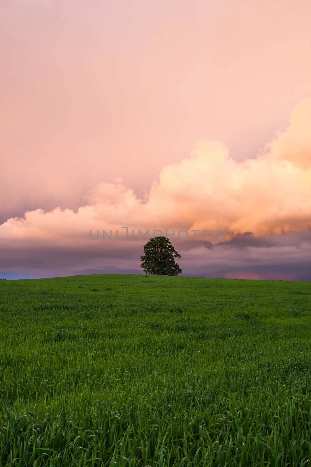 On the barley field before storm