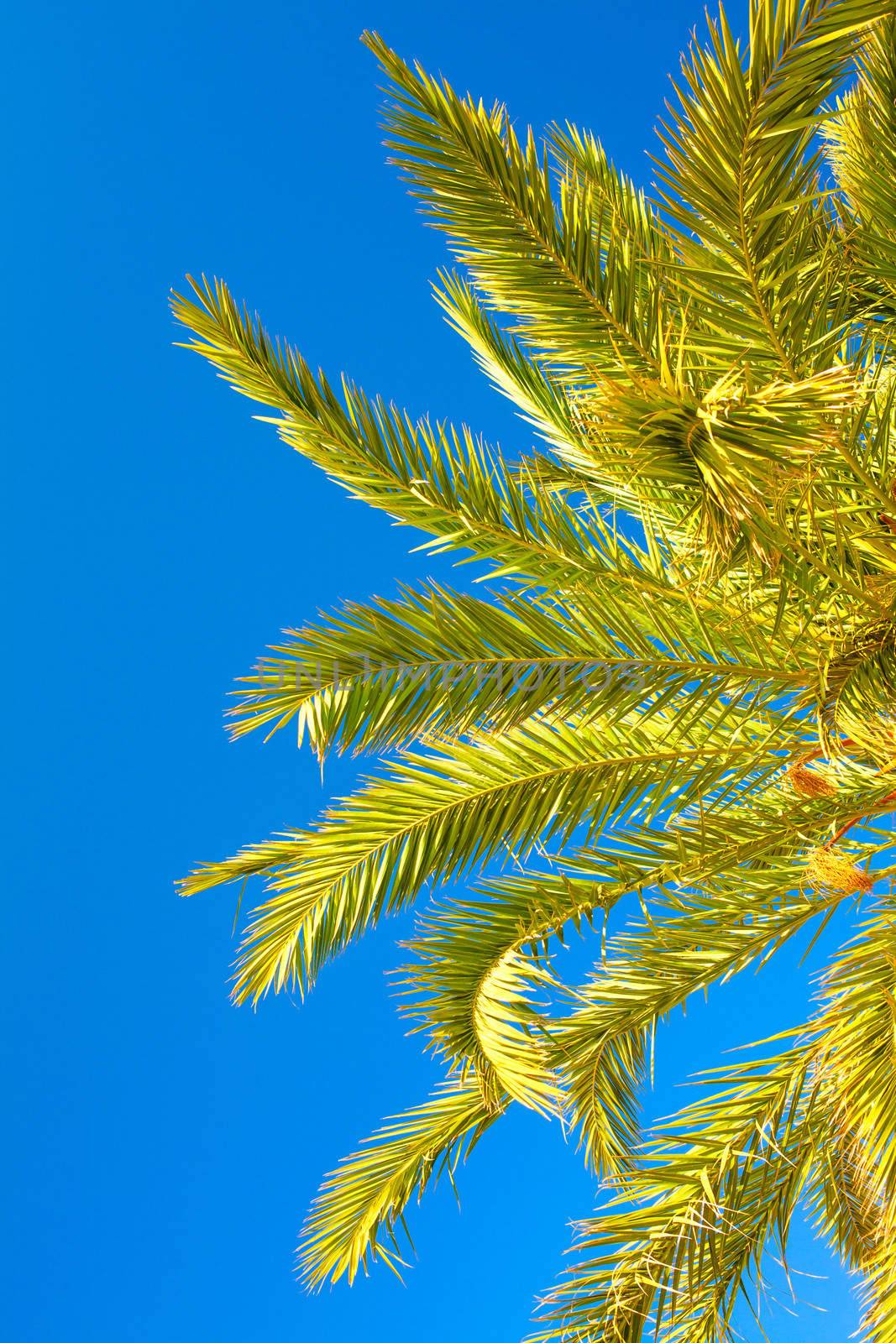 Palm brunch with sky by anelina