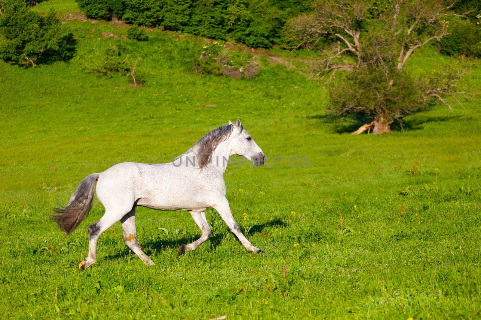 Gray Arab horse gallops on a green meadow