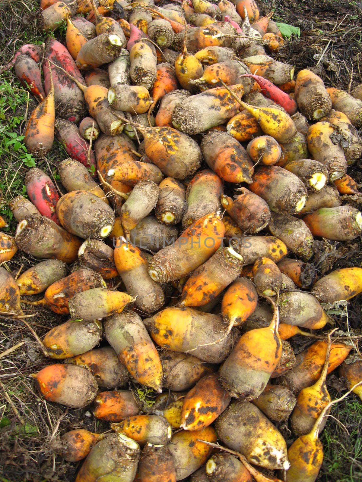 the image of a great harvest of  mangel-wurzels