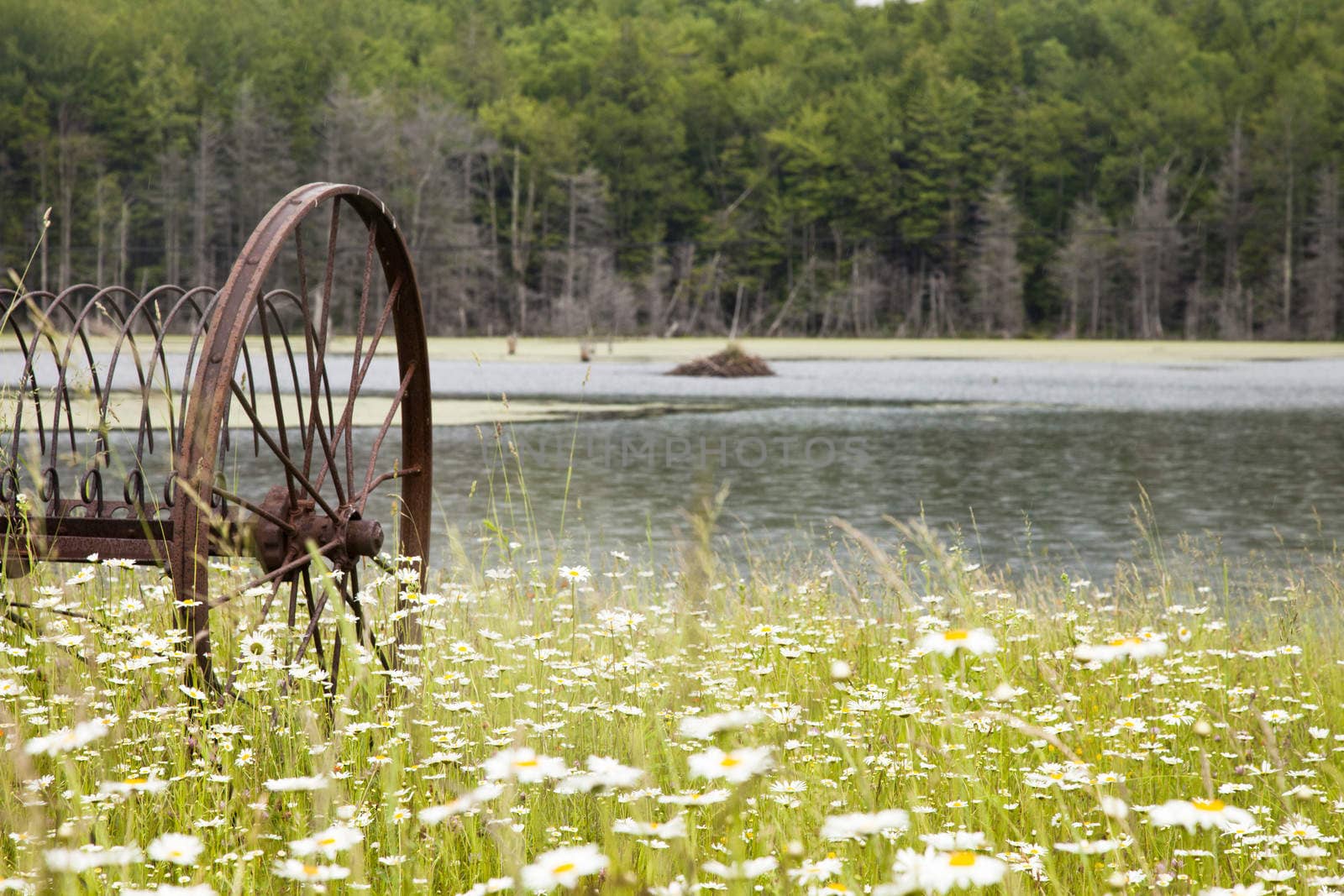 A rural daisy field with a rusted antique farm equipment.