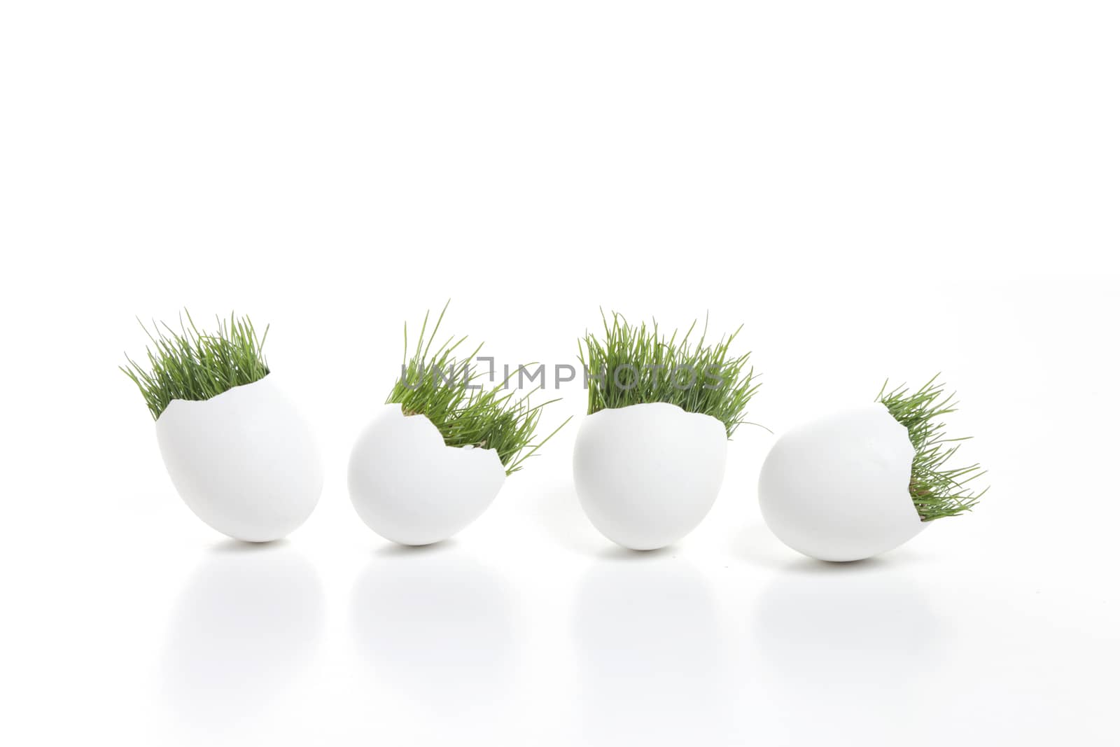 Four white egss with grass on a white background.