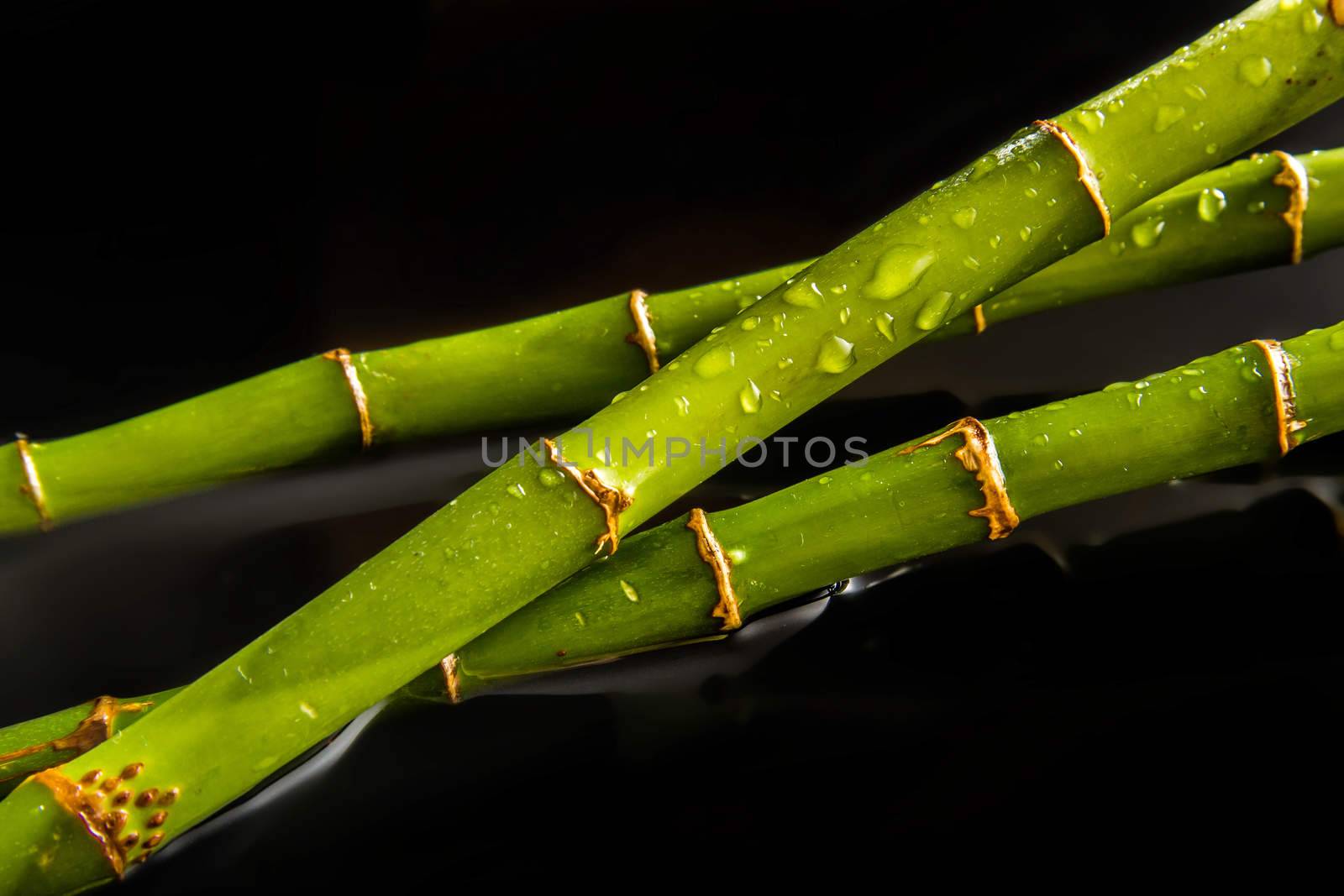 Beautiful fresh green bamboo lying in water with cool drops