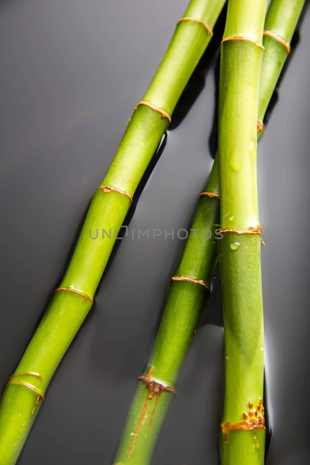 Beautiful fresh green bamboo lying in water