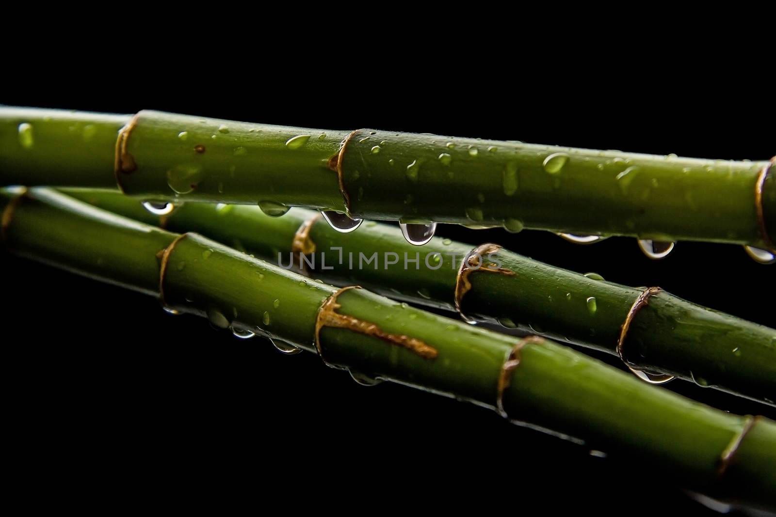 Beautiful fresh green bamboo background with falling drops