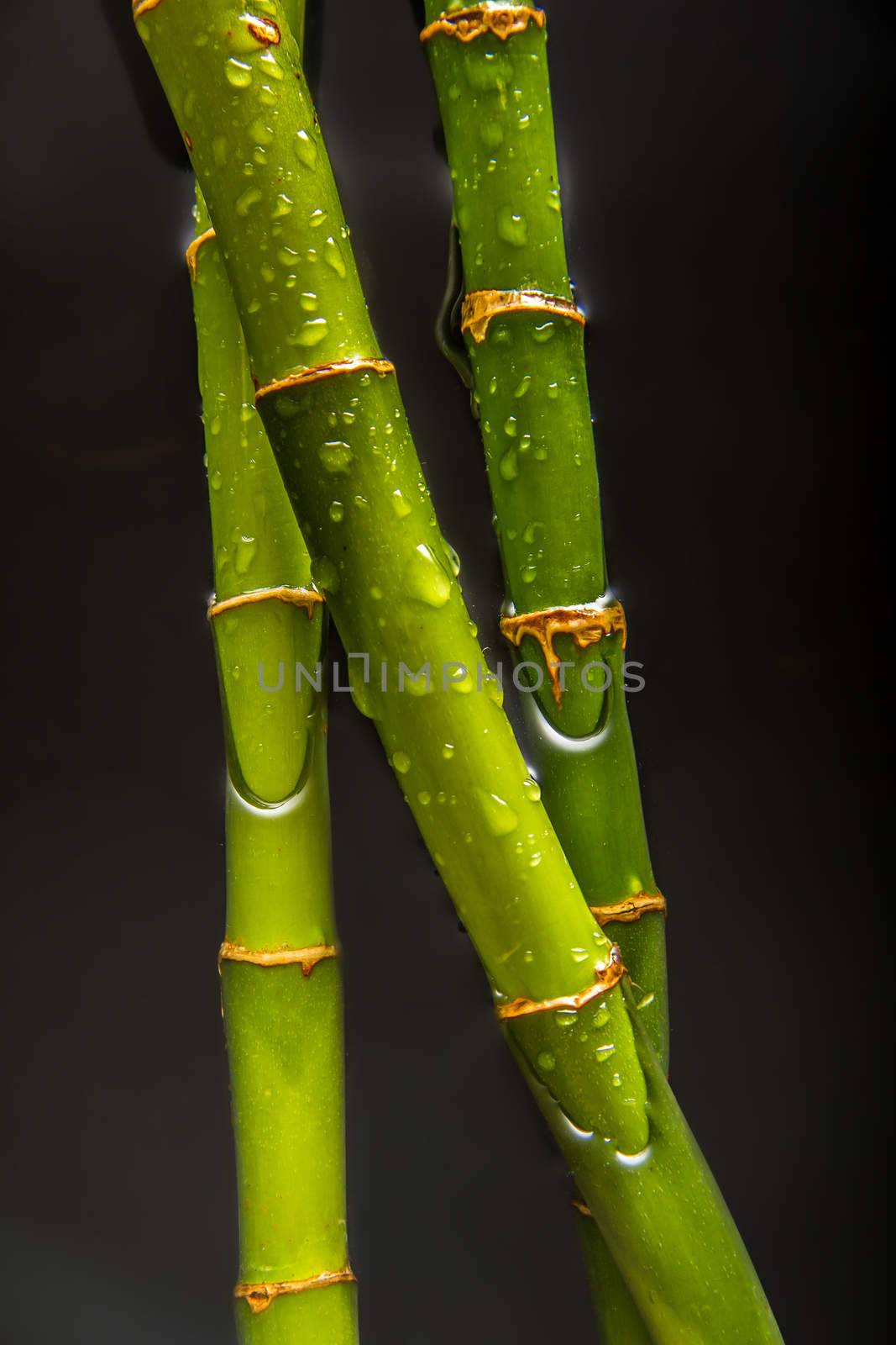 Beautiful fresh green bamboo lying in water with glossy drops