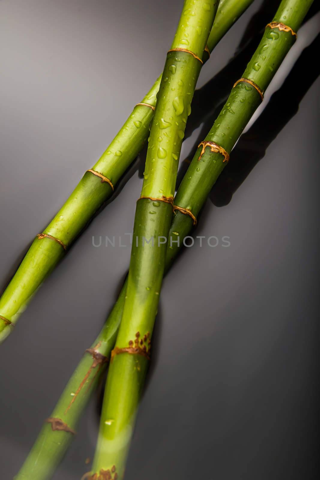 Beautiful fresh green bamboo lying in water with glossy drops