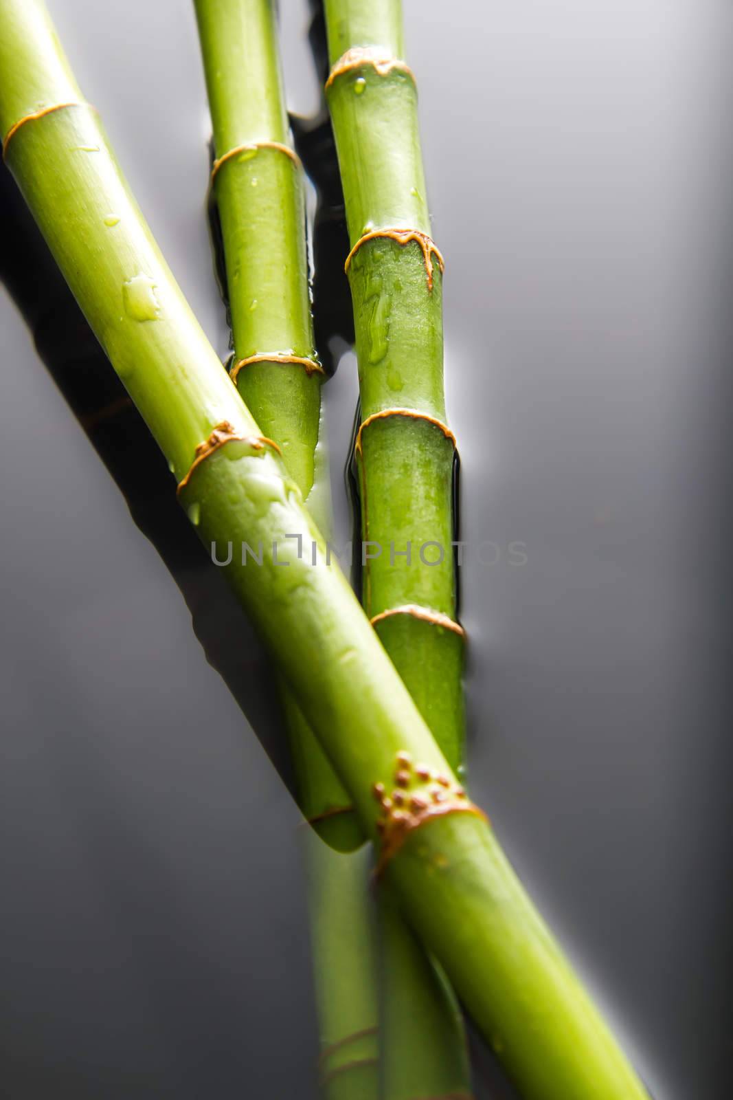 Beautiful fresh green bamboo lying in water with glossy drops