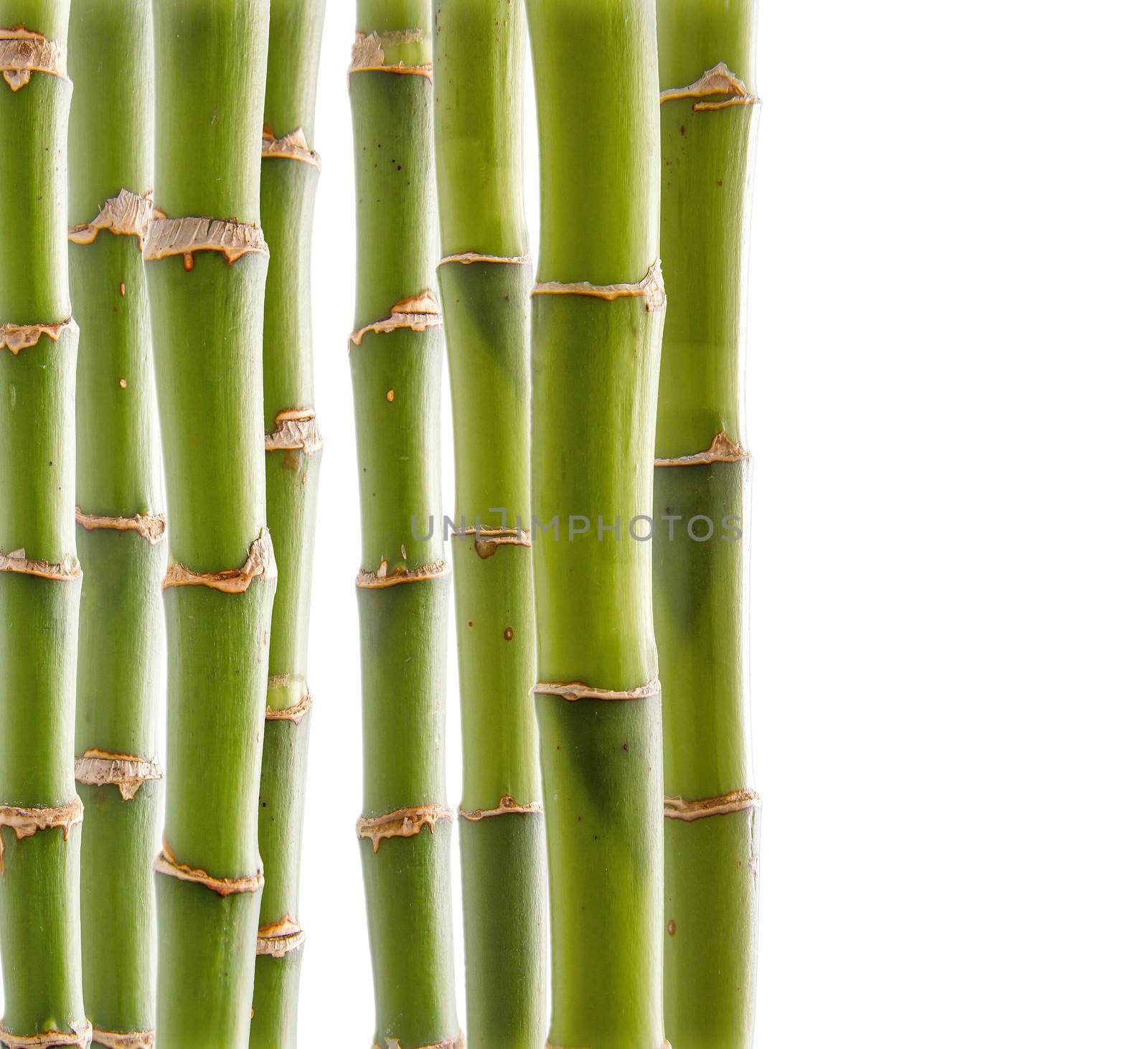 Beautiful fresh green bamboo background