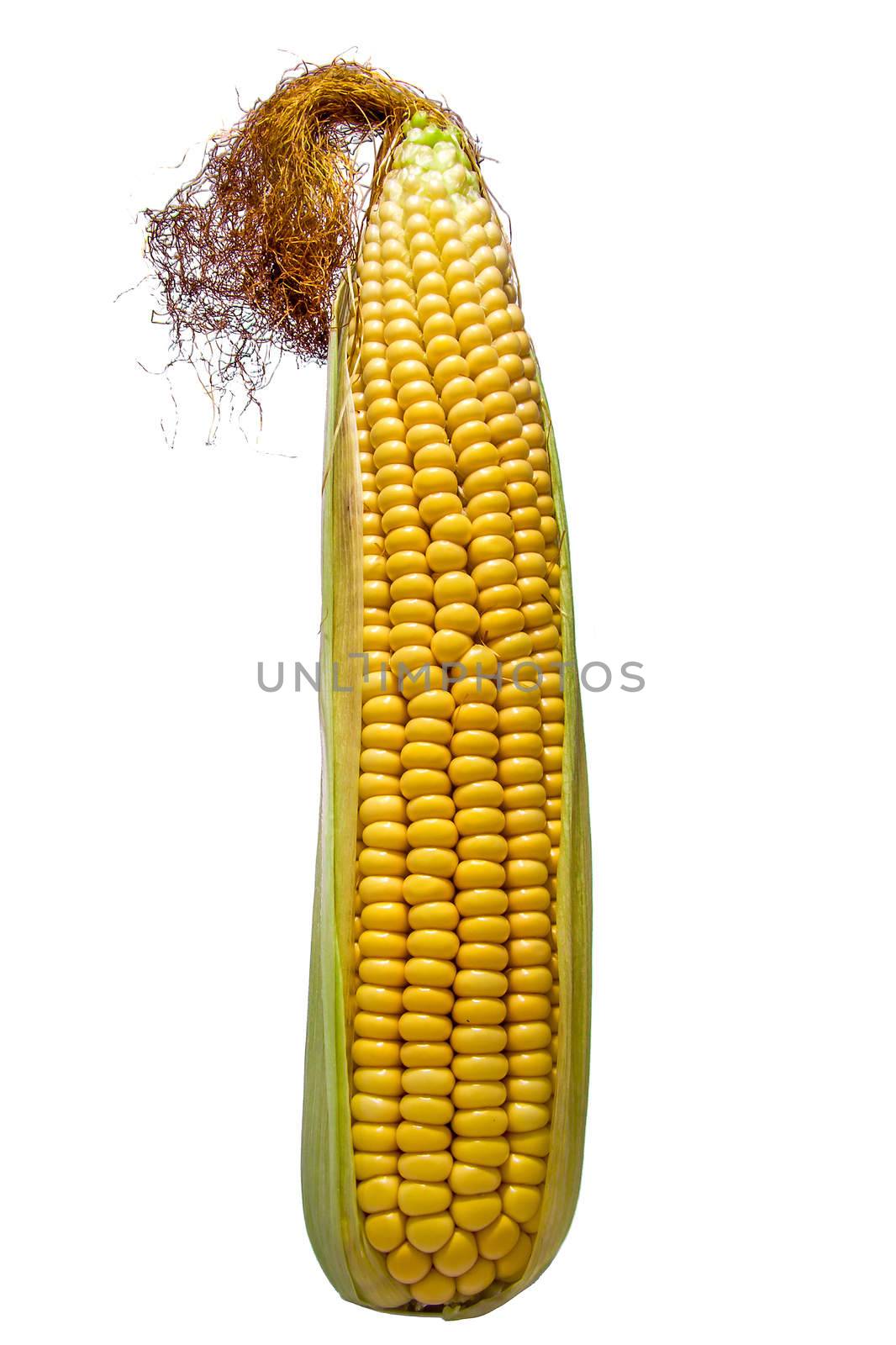 Cob isolated on white background