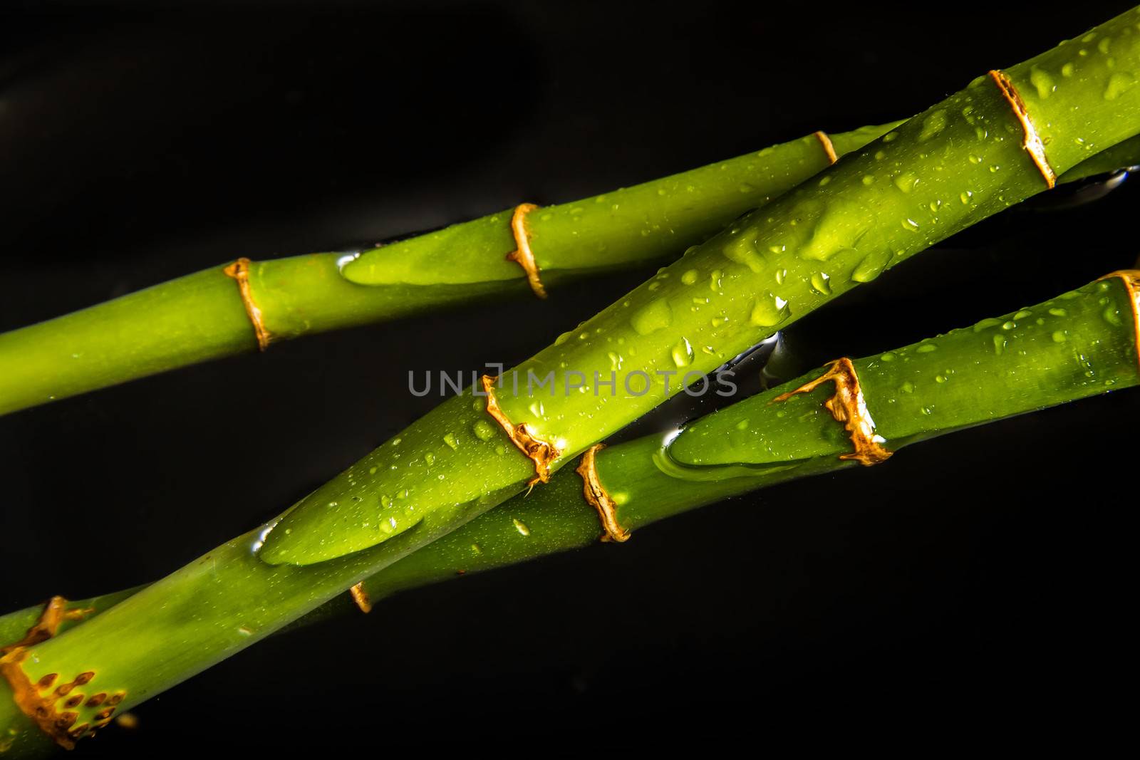 Beautiful fresh green bamboo lying in water with glossy drops
