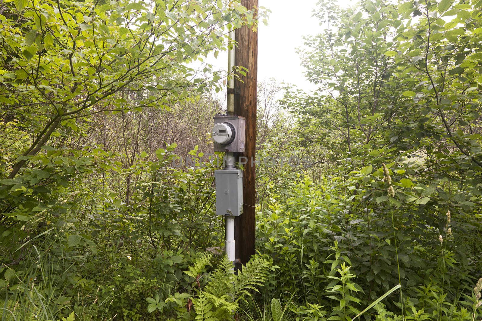 An electrical box in the woods.