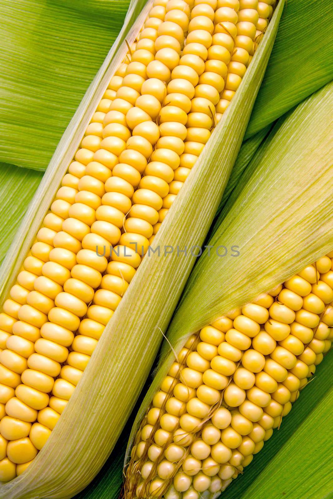 Fresh cob between green leaves