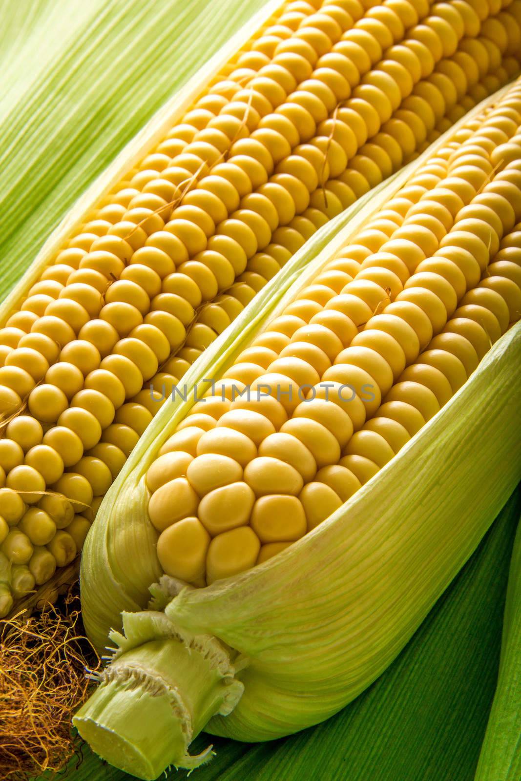 Fresh cob between green leaves