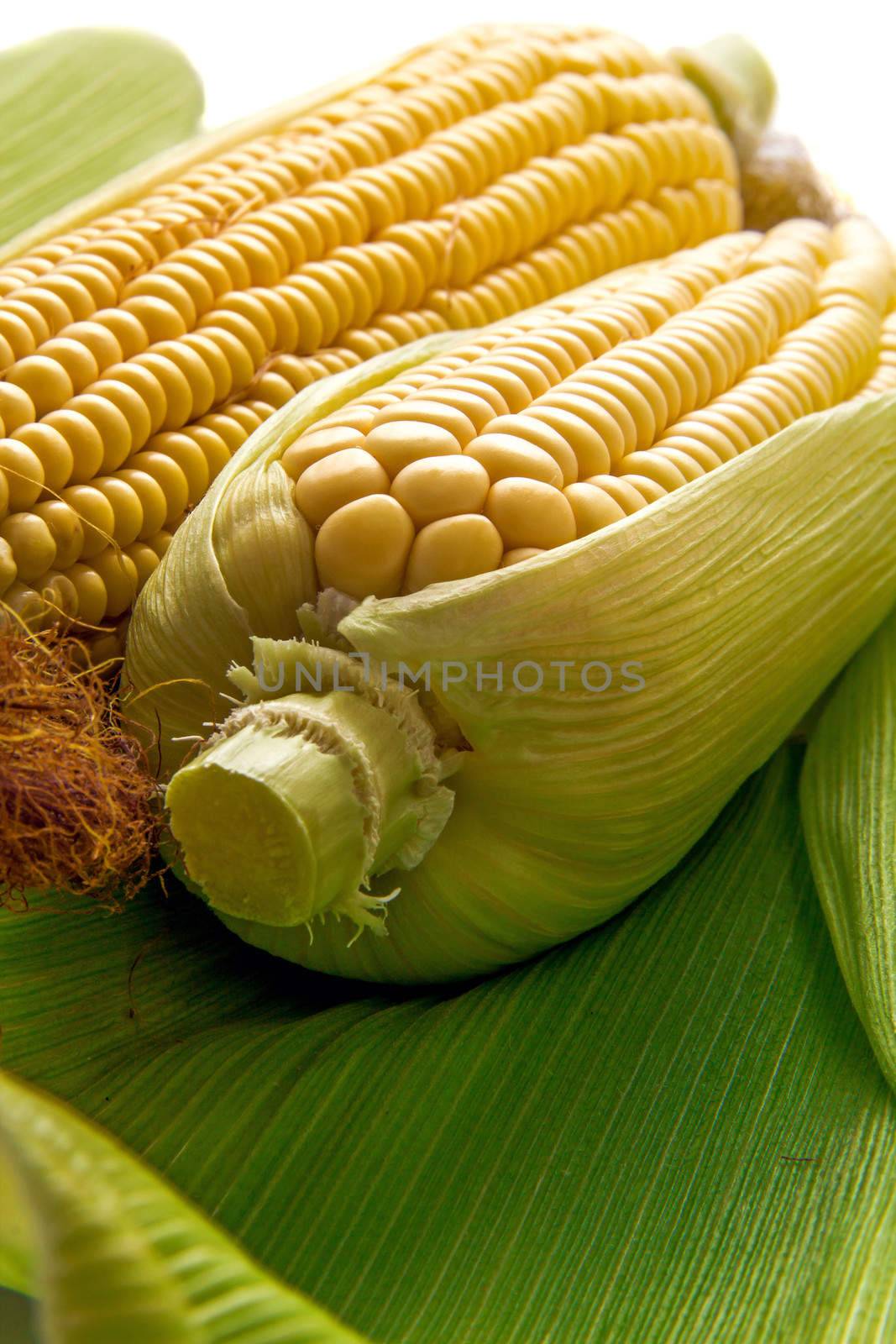 Fresh cob between green leaves