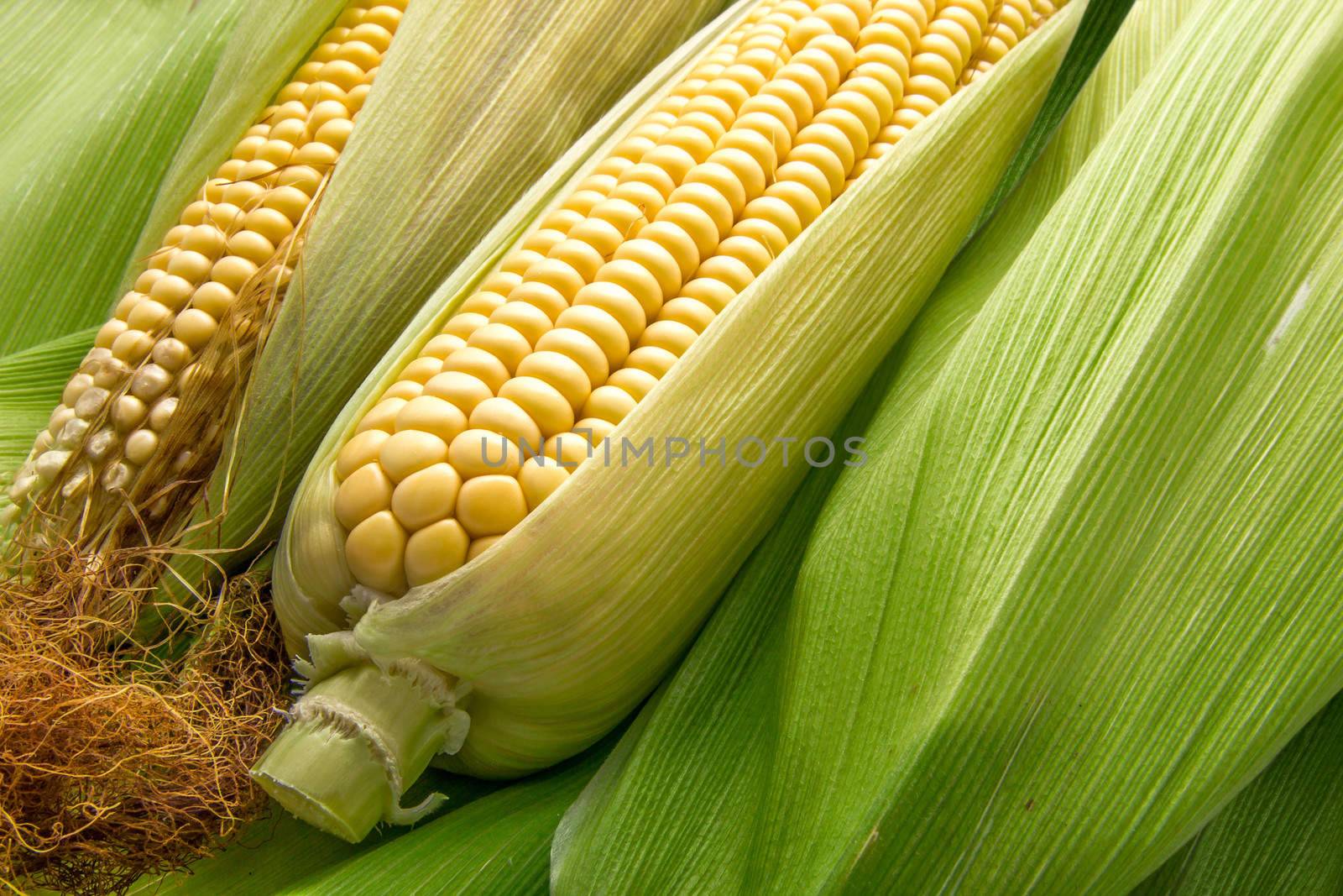 Fresh cob between green leaves