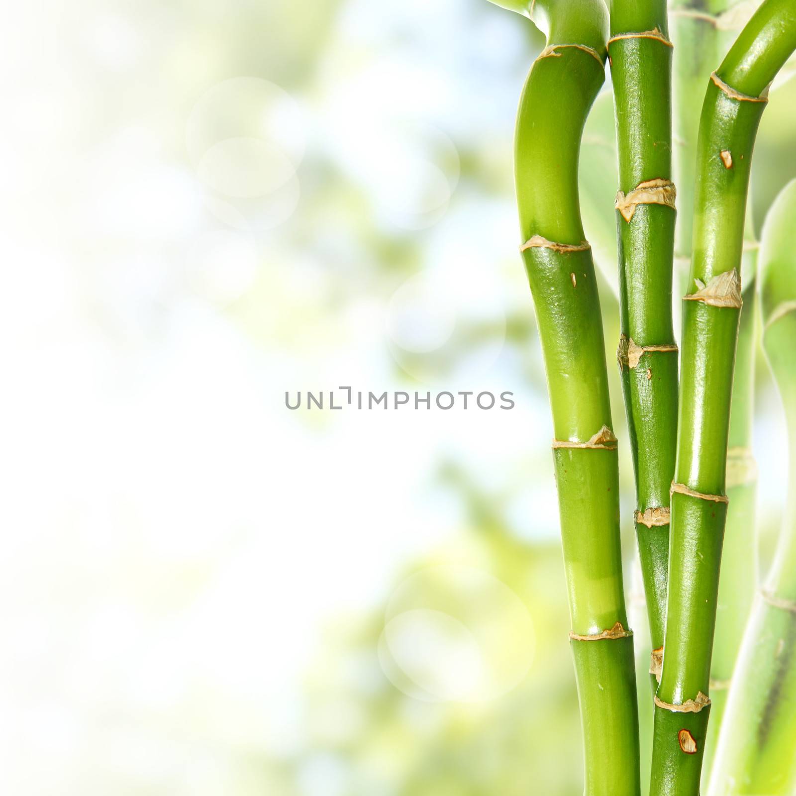 Bamboo by dynamicfoto