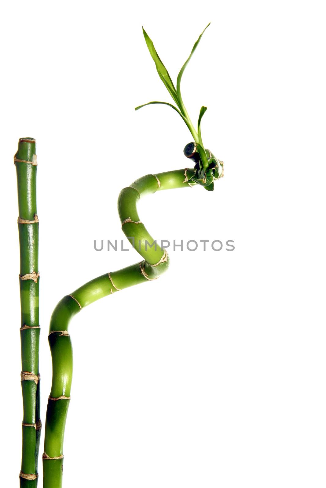 Bamboo isolated by dynamicfoto