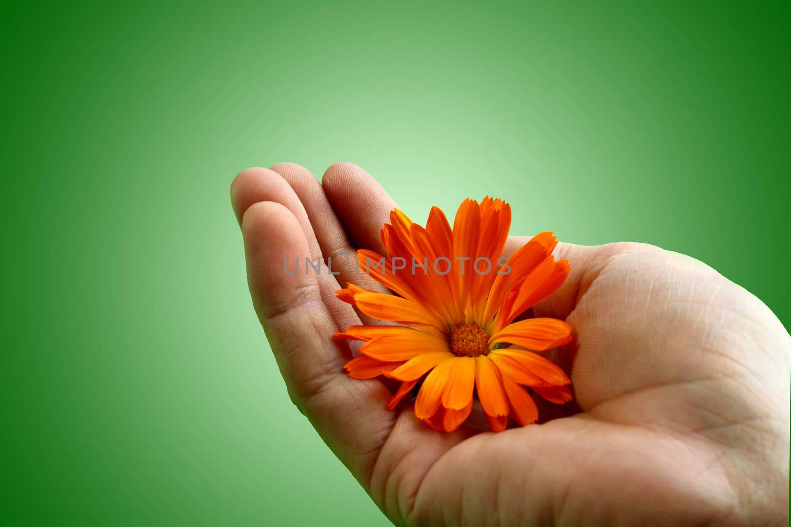 Hand holding a flower with care