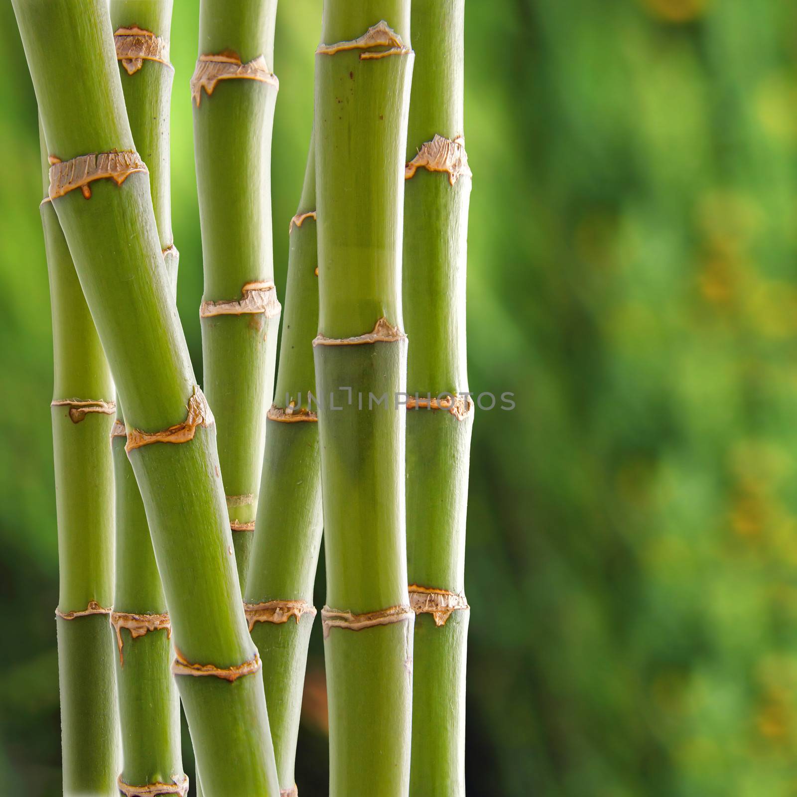 Bamboo backgroung by dynamicfoto