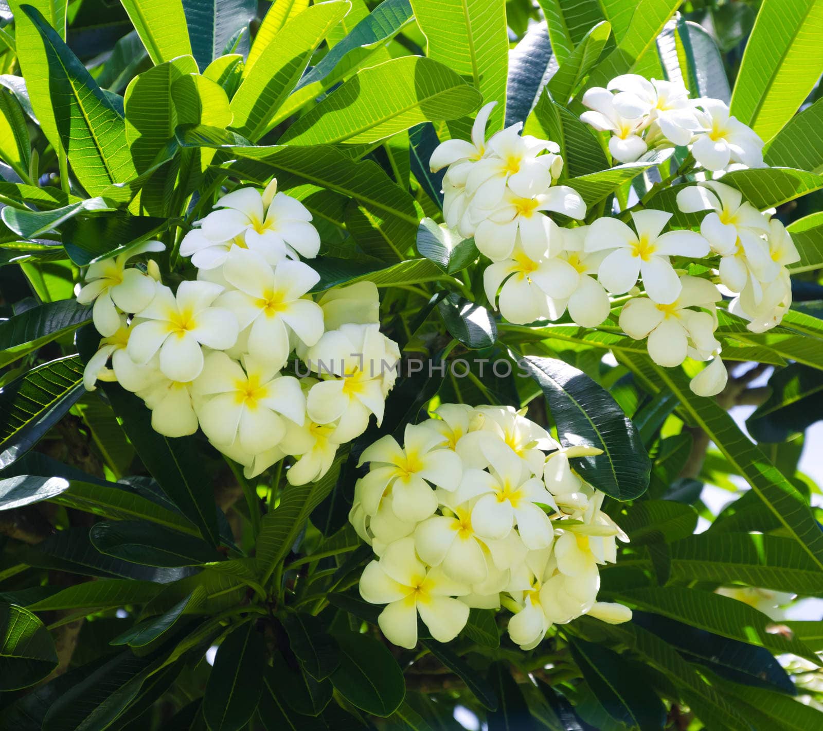 White Frangipani (plumeria) flower in a natural environment, including leaves, Hawaii, USA
