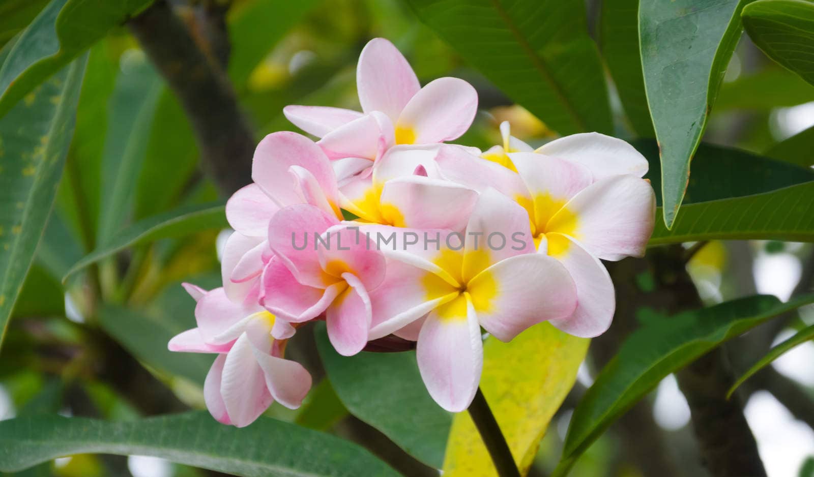 Pink Frangipani (plumeria) flower in a natural environment, including leaves, Hawaii, USA
