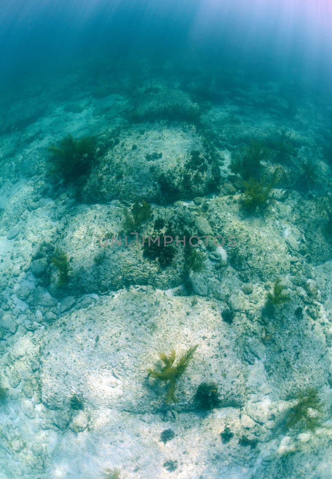 Underwater limestone rock formation in the Bahamas named Bimini Road 