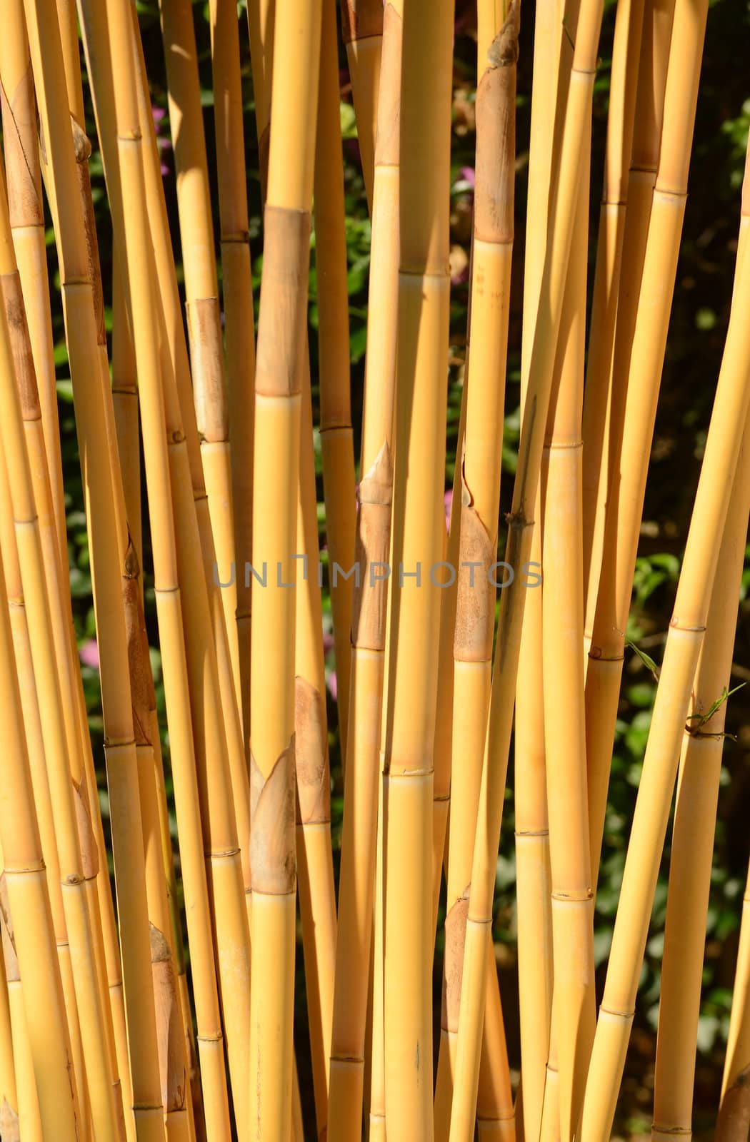 bamboo growing in panama by ftlaudgirl
