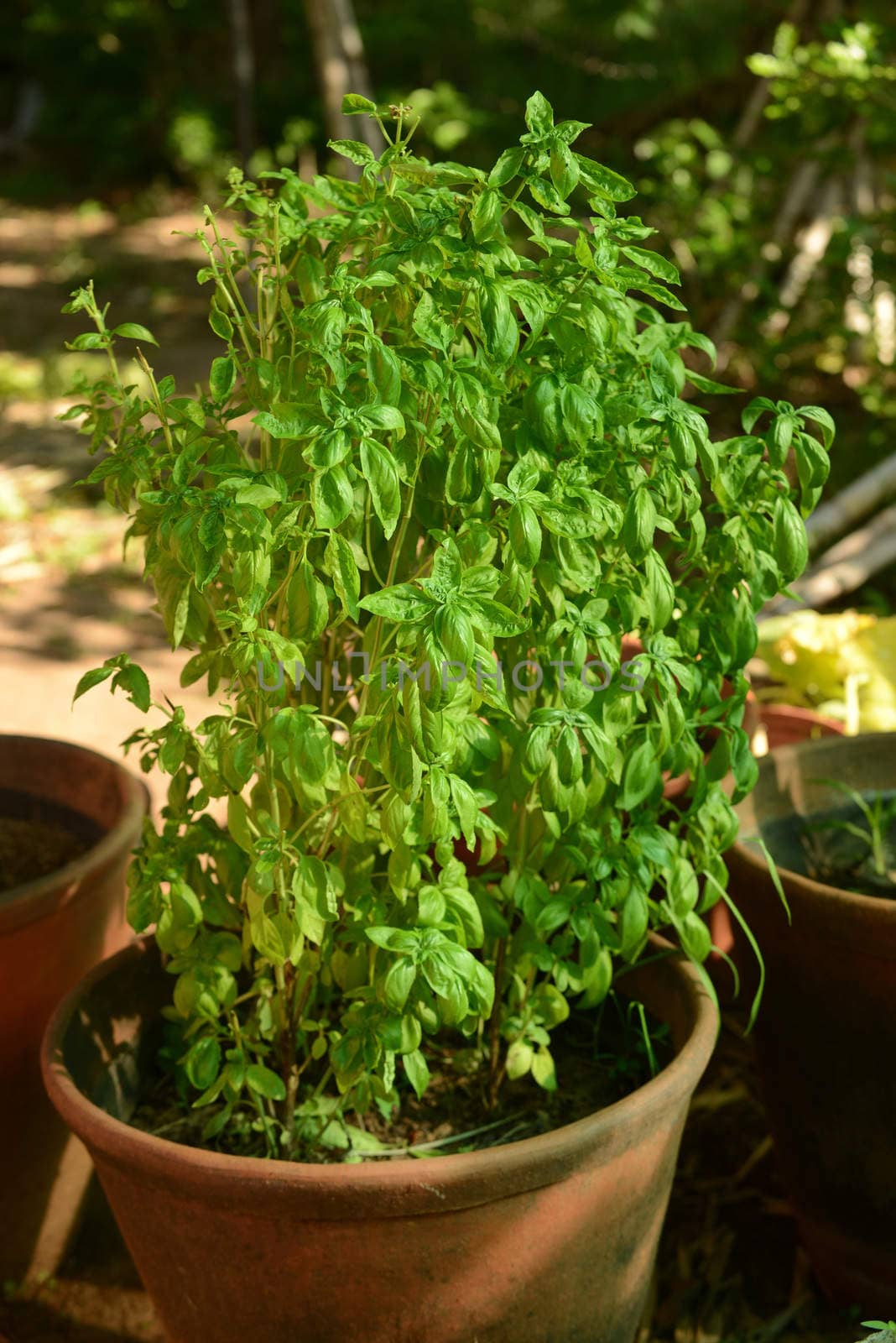 basil herb plant growing in a pot in a garden