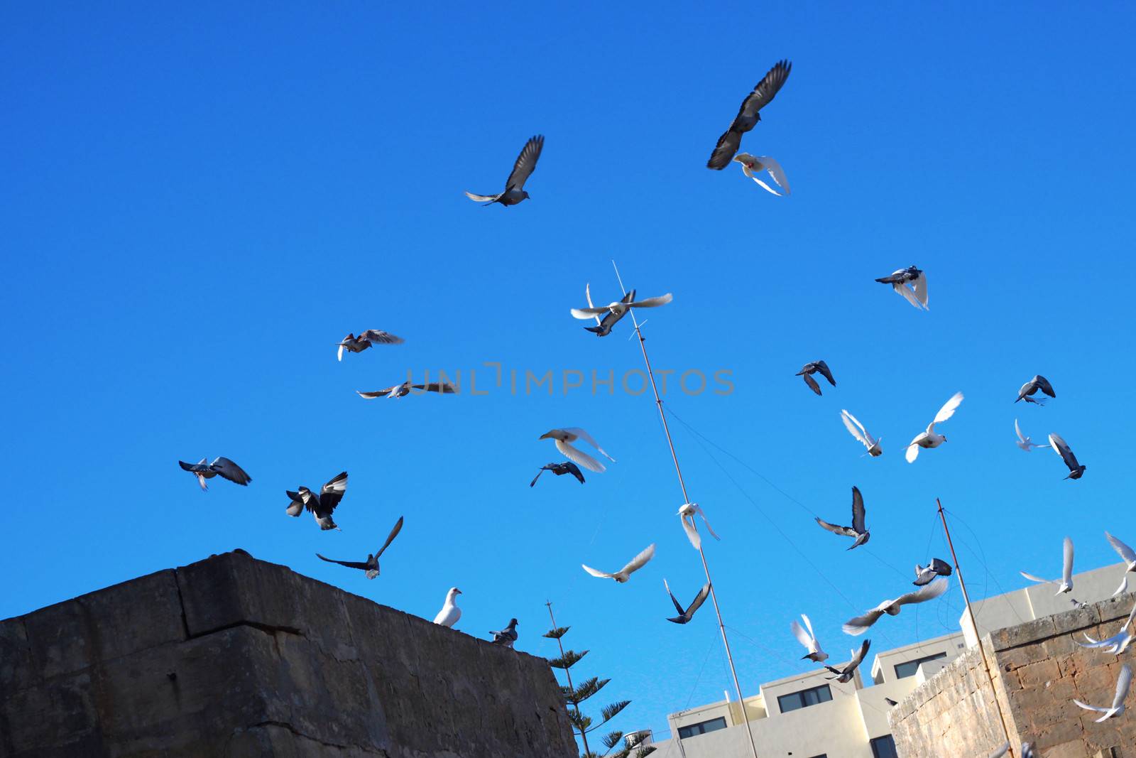 A flock of doves taken off over roof tops