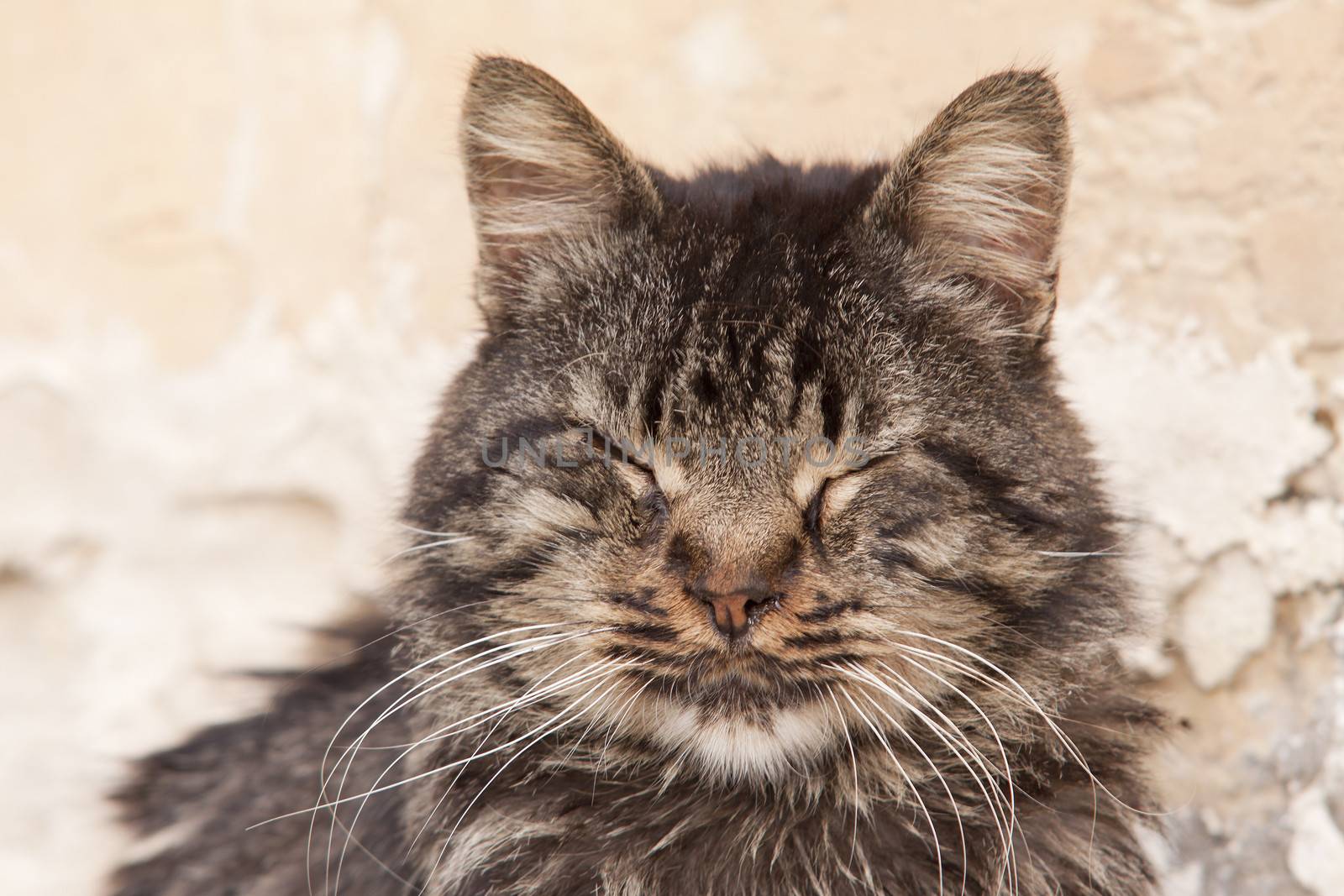 A cat with closed eyes