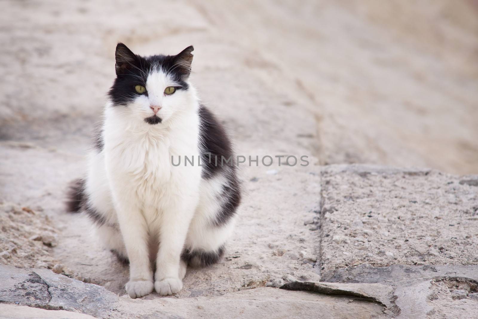 Cat on street in Valletta, Malta by annems