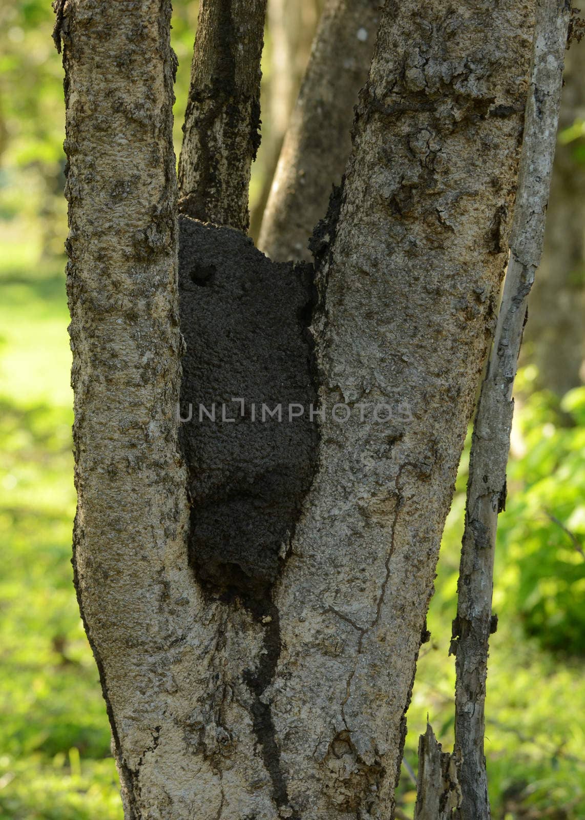 termite nest in tree in the jungle in central america