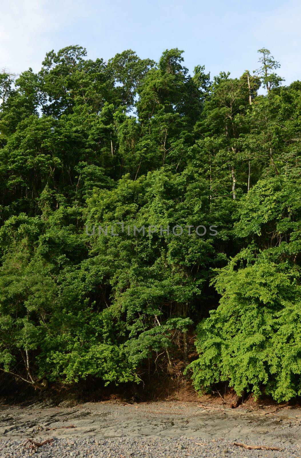 The wilderness and trees in tropical rainforest in Panama