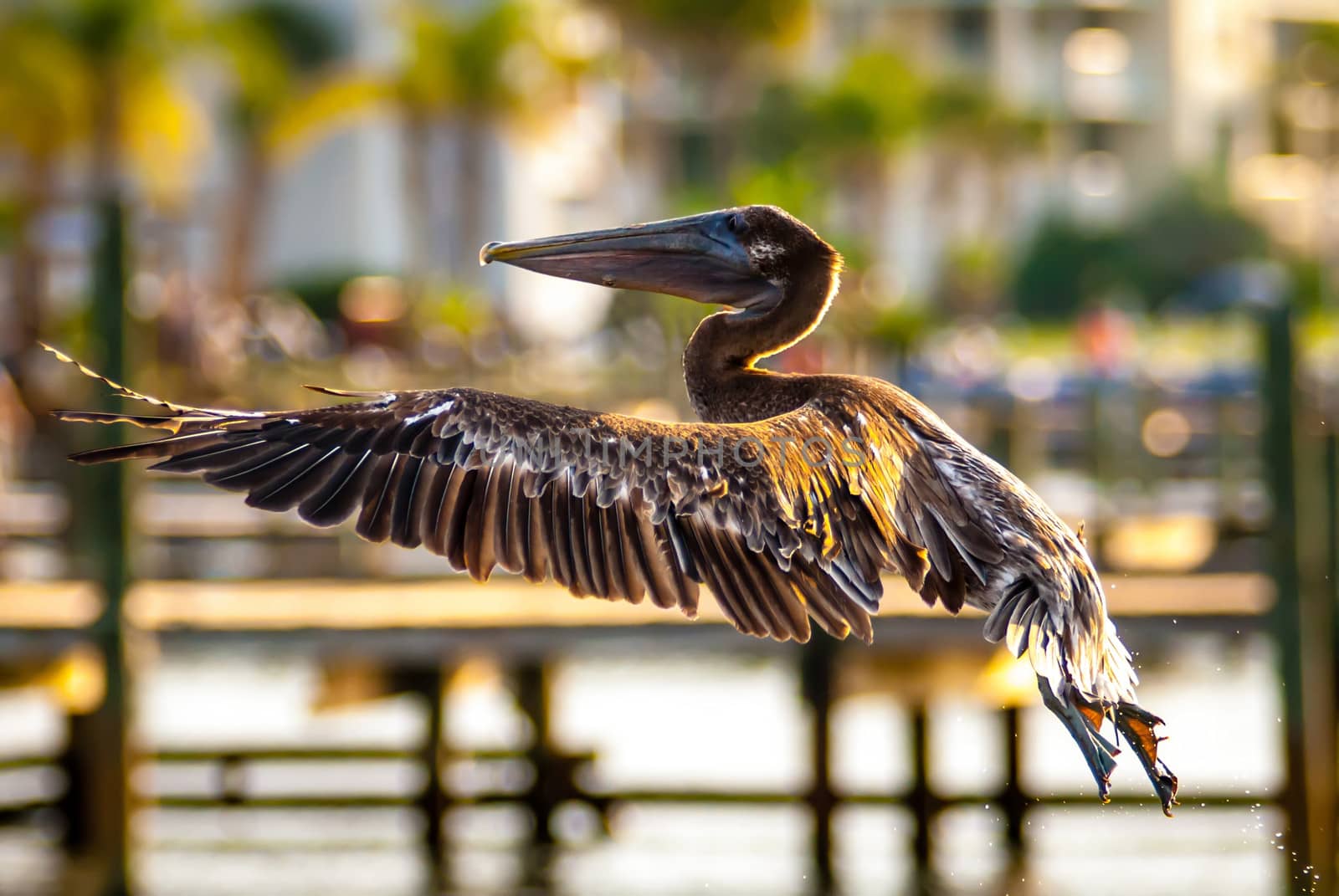 Brown pelican (Pelecanus occidentalis) in flight in florida