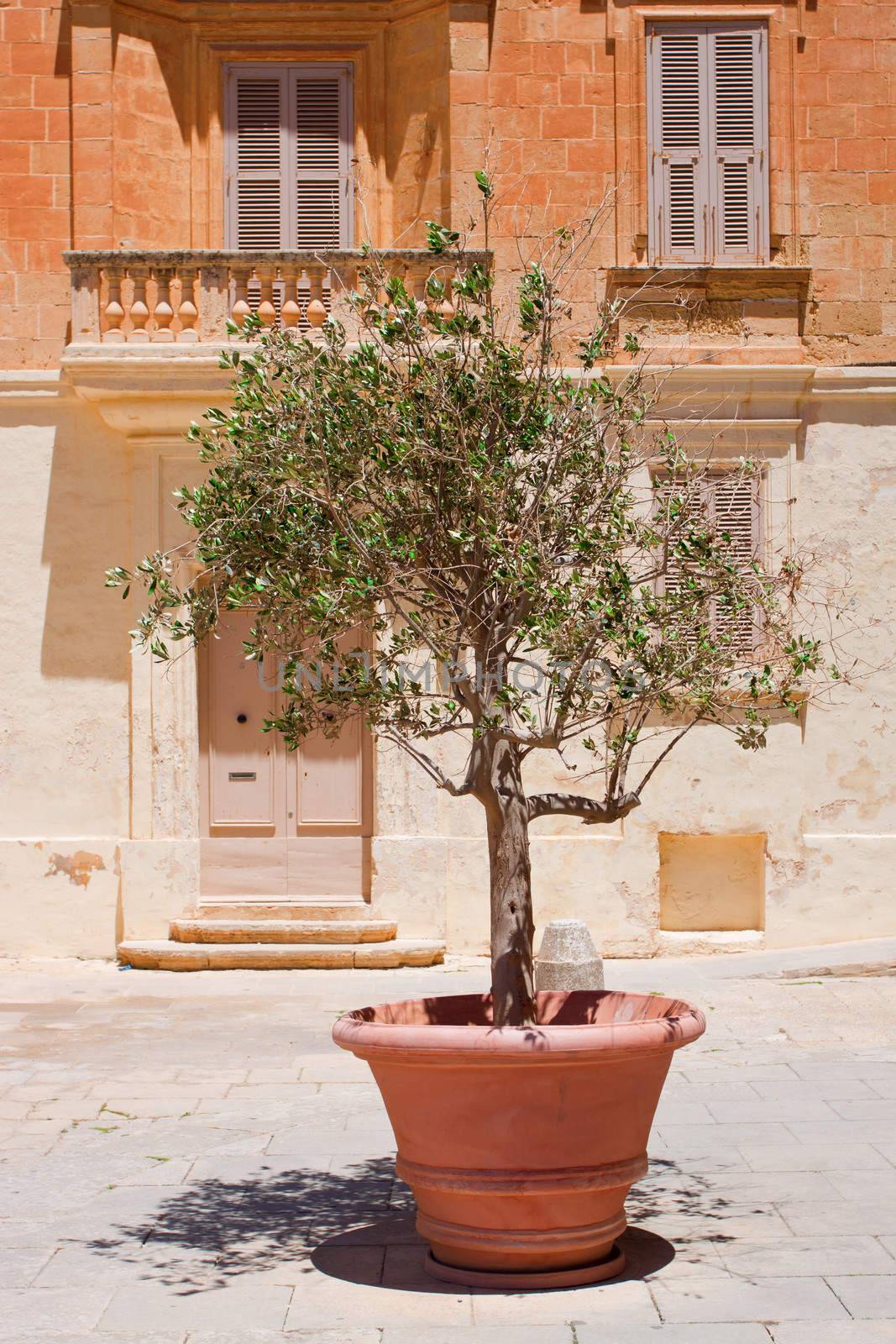 An olive tree planted in a pot and placed on the town square