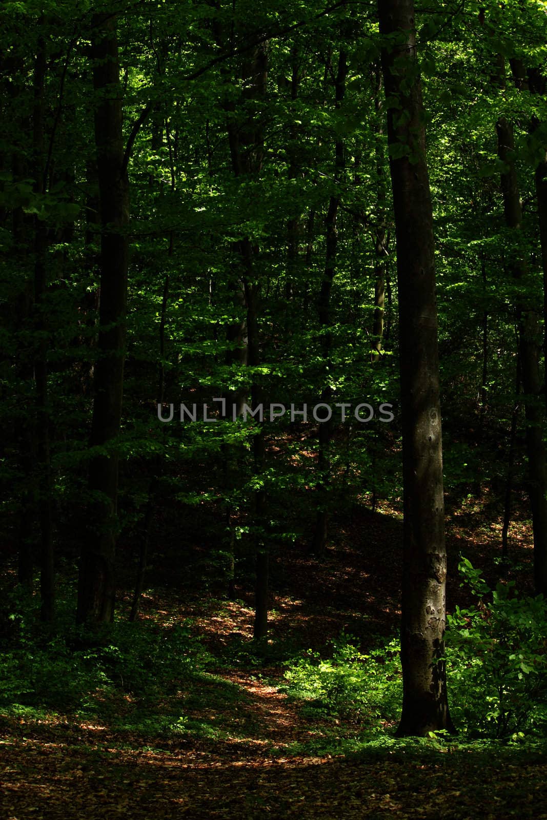 deciduous forest with European Beech trees